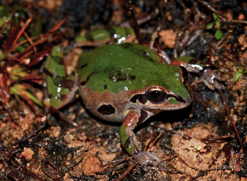 Ornate Chorus Frog (Pseudacris ornata) February 7th, 2018 … Flickr