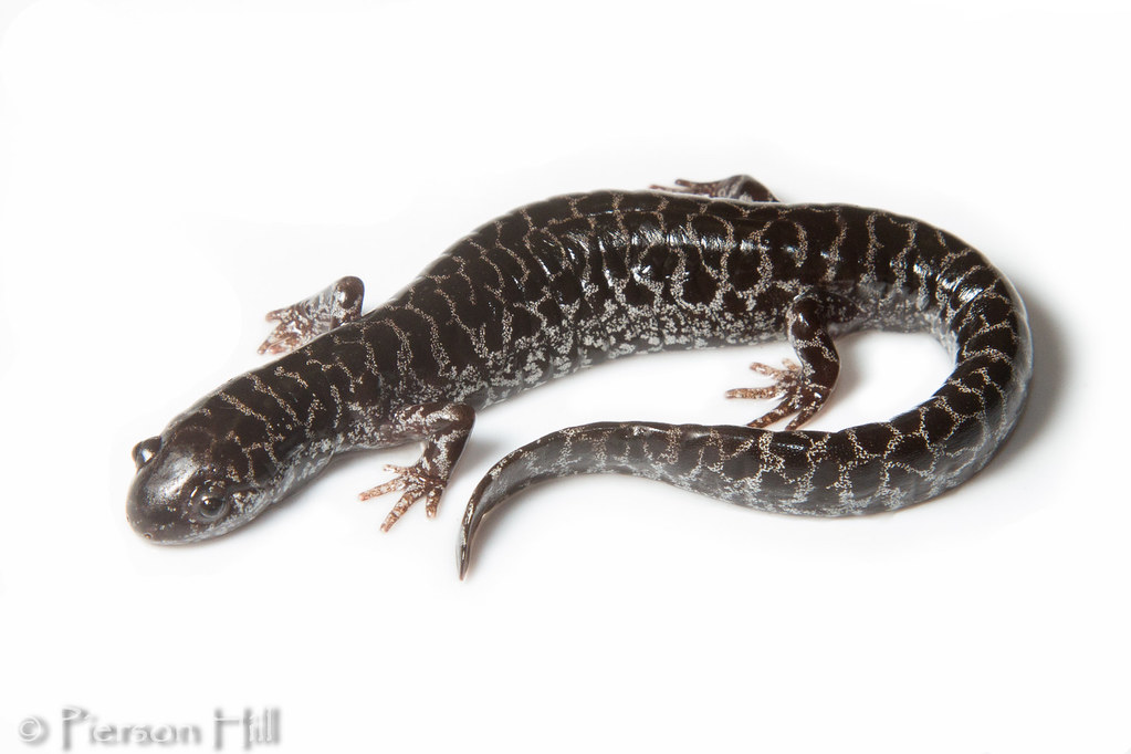 Frosted Flatwoods Salamander (Ambystoma cingulatum) Fede… Flickr
