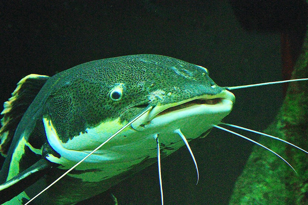 Redtail Catfish TAXONOMY Kingdom Animalia Phylum Chordat… Flickr