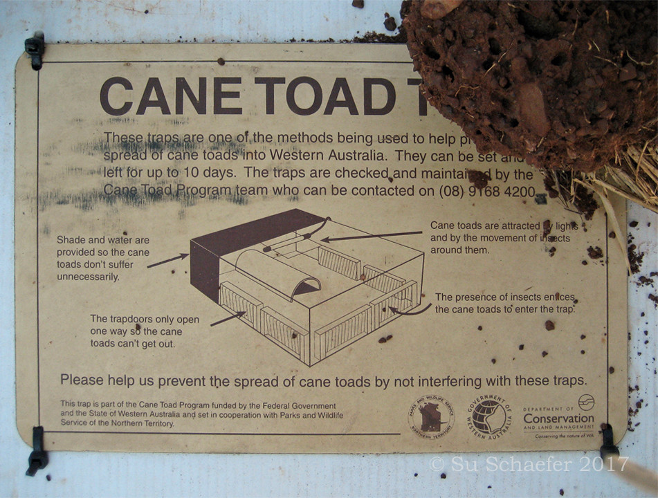 And now for something completely different Cane toad trap… Flickr