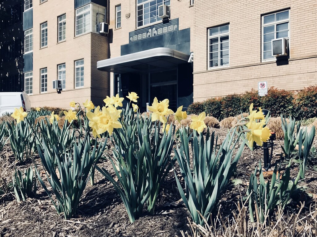 Daffodils on Mass Av Joe Flood Flickr