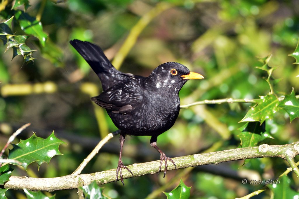 Spotty A male Blackbird with white flecked feathers taken … Flickr