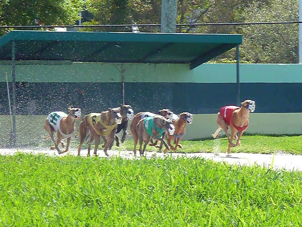 Palm Beach Kennel Club Dog Races jmaxtours Flickr