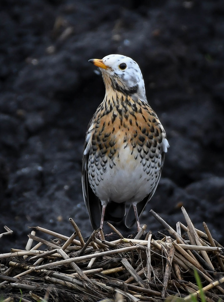Field Fare spotted this unusual colour field fair today. l… Flickr