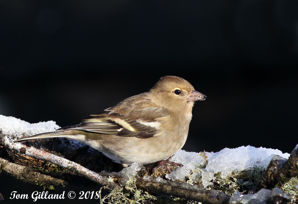 Chaffinch (Female), Burngrange Gardens, West Calder (1) 20… Flickr
