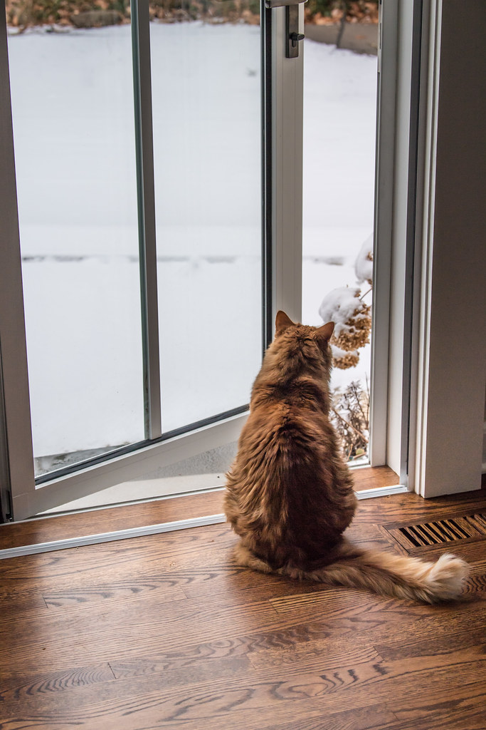 Do I really want to go out into that mess? No. Dwight Sipler Flickr