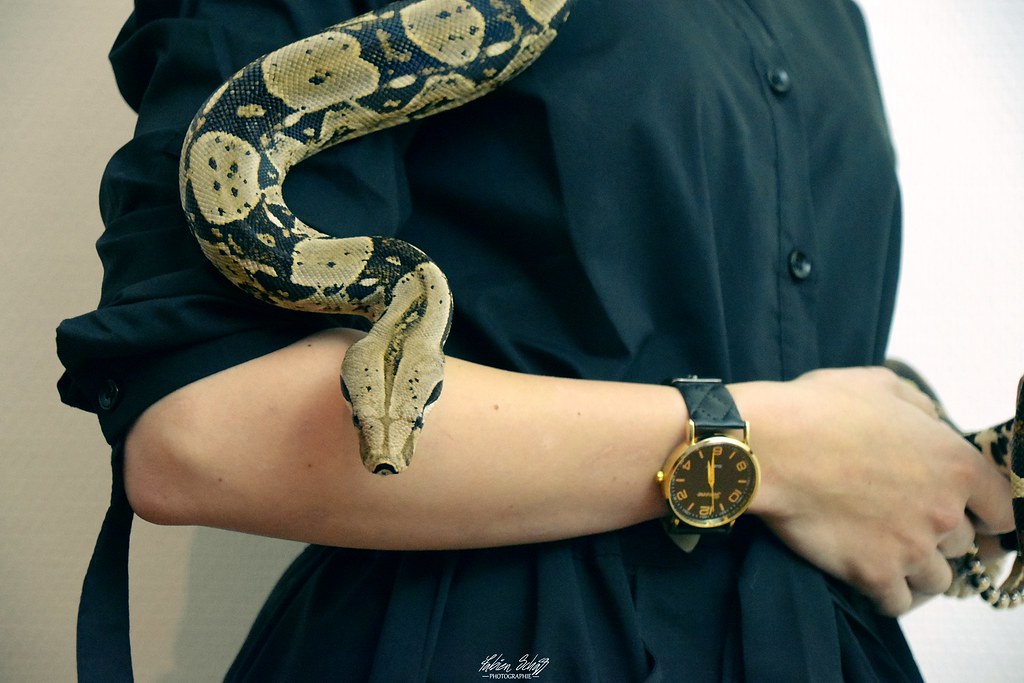 Jiji Snake (23) Fabien Schaff Photographie Flickr