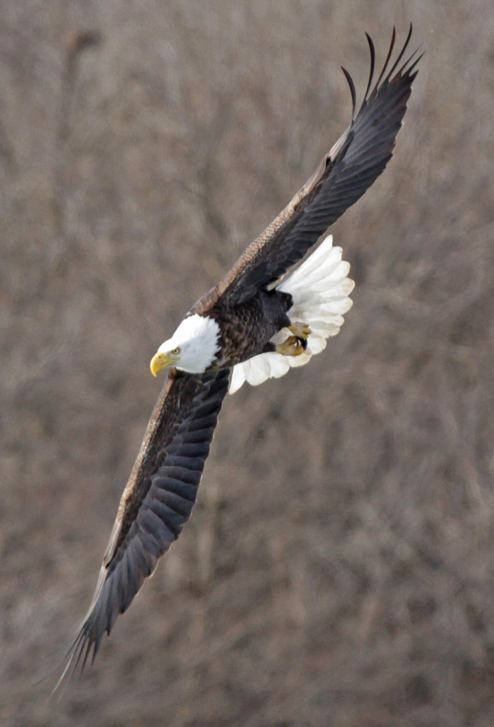 Bald Eagles At Milford Lake, KS Acorns