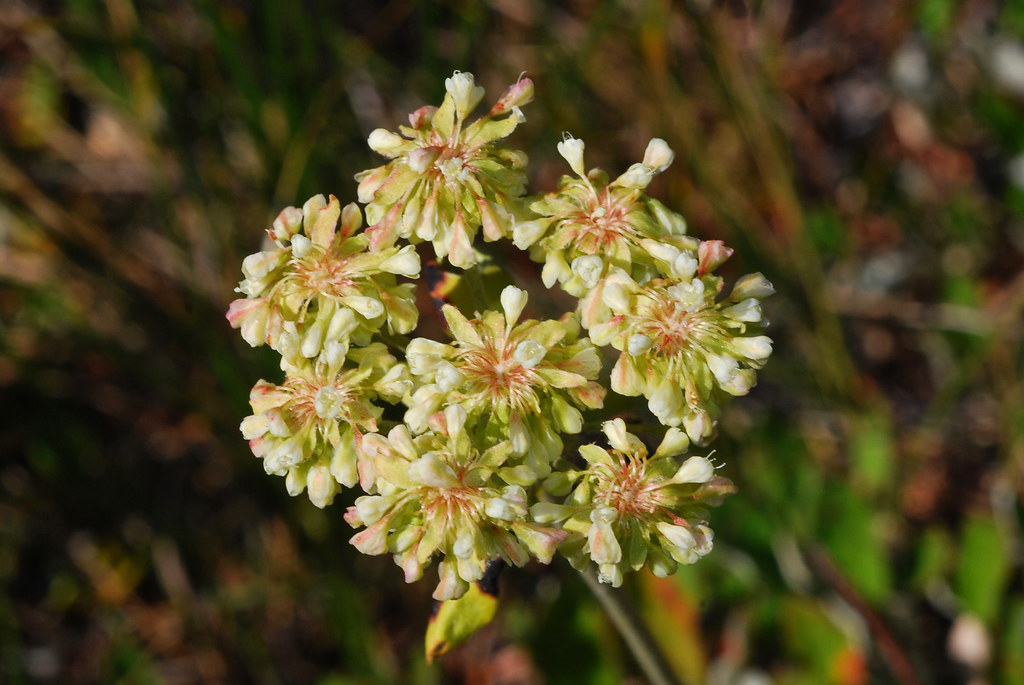 Douglas' buckwheat Eriogonum douglasii DSC_2667 Patrick's … Montucky Flickr