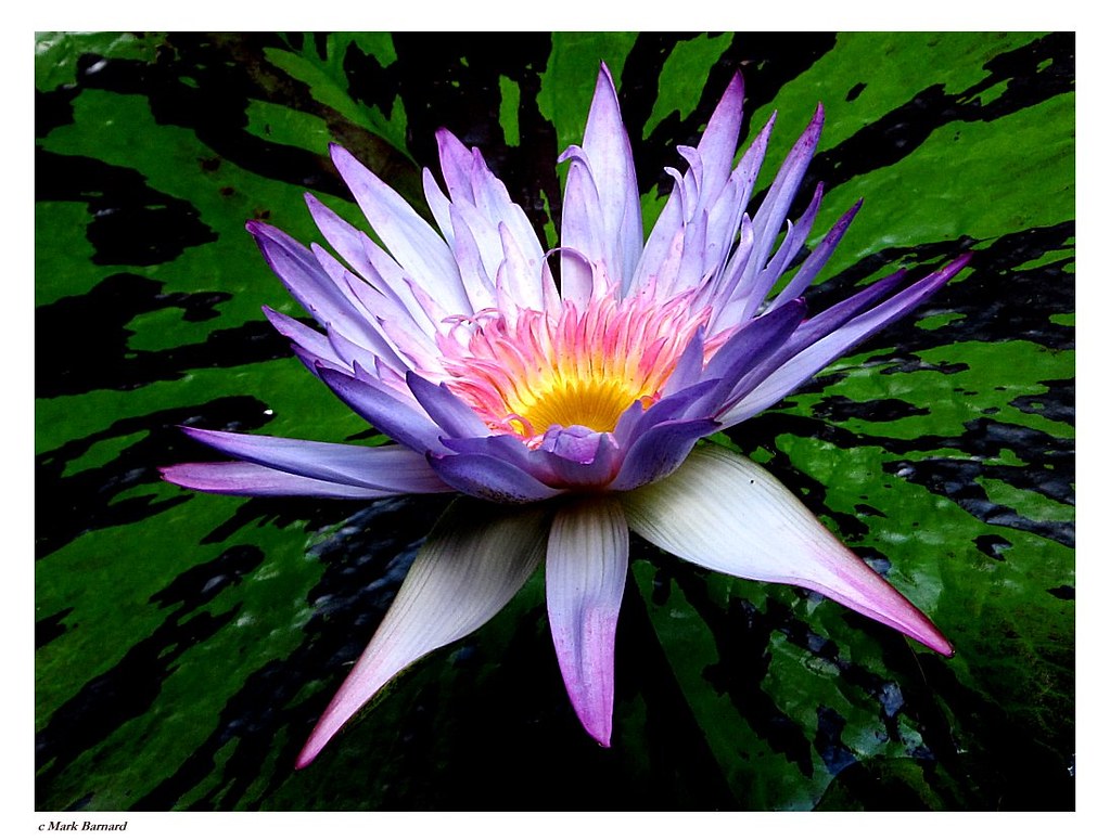 Vibrant Lily Wichita Botanica Wichita, KS Builder1975 Flickr