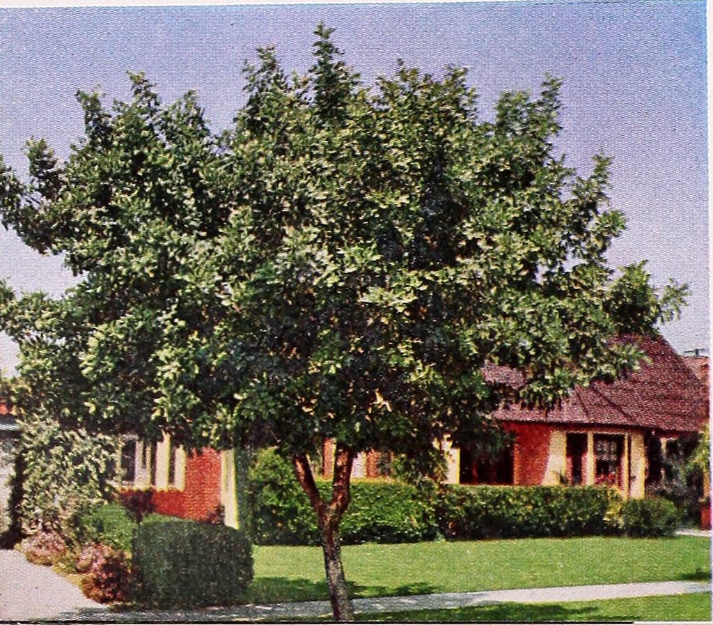 Image from page 57 of "Armstrong Nurseries" (1952) Flickr