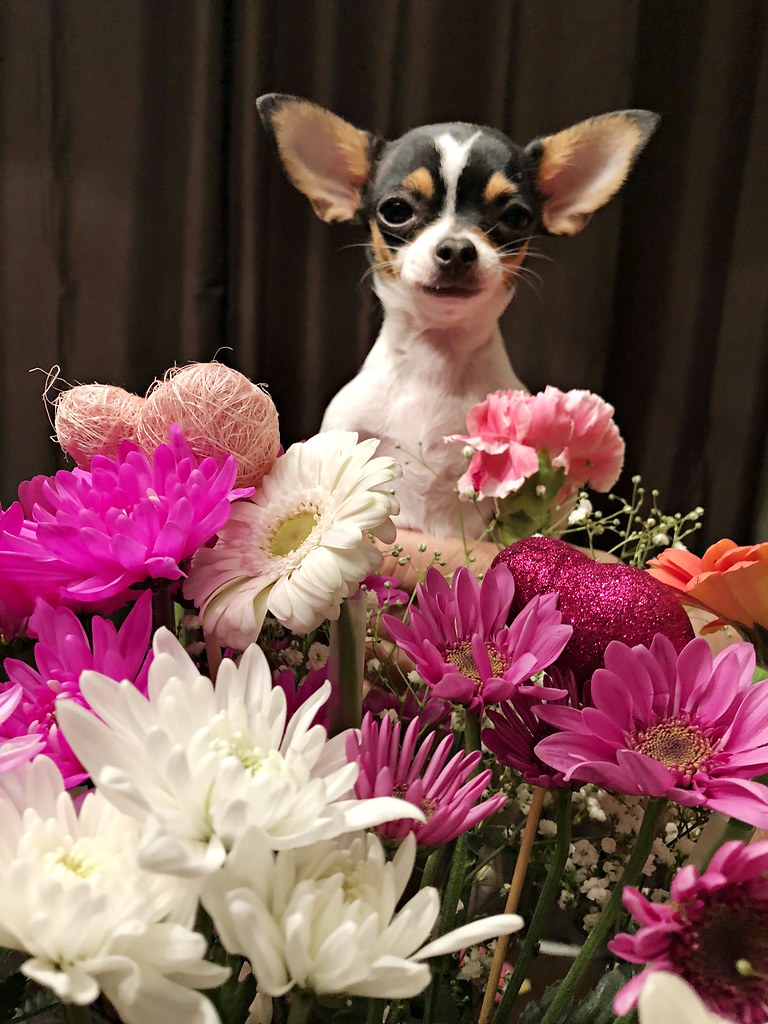 Flowers For You Roses are so expensive at this time of yea… Flickr