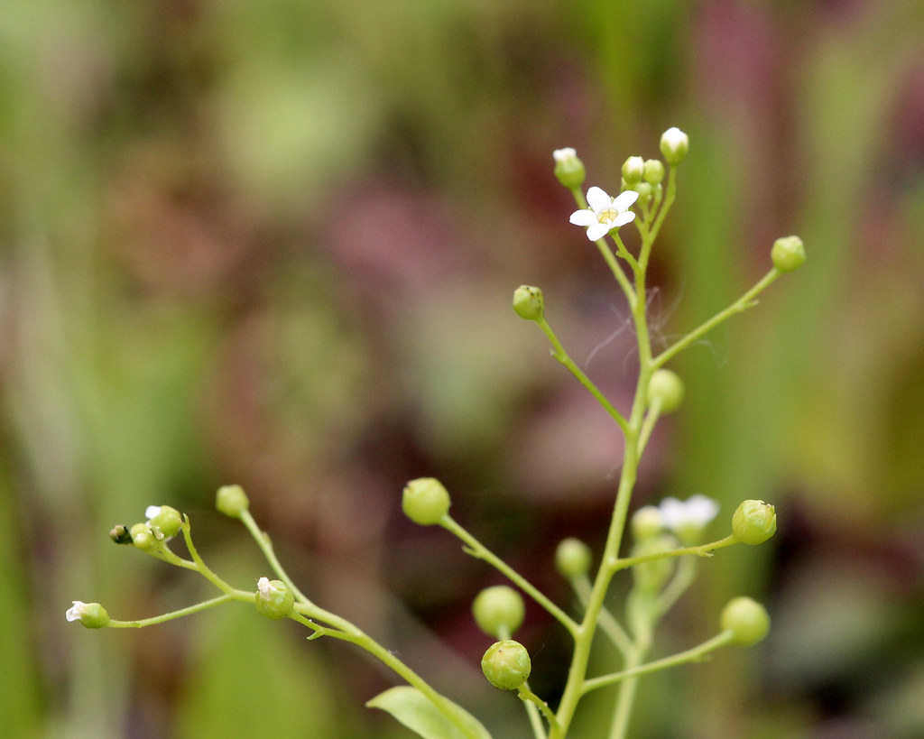 Pineland Pimpernel (Samolus valerandi parviflorus aka S. p… Flickr