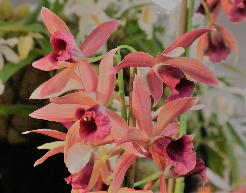 cattleya orchids Orchid show, Victoria, B.C. Canada Trish and