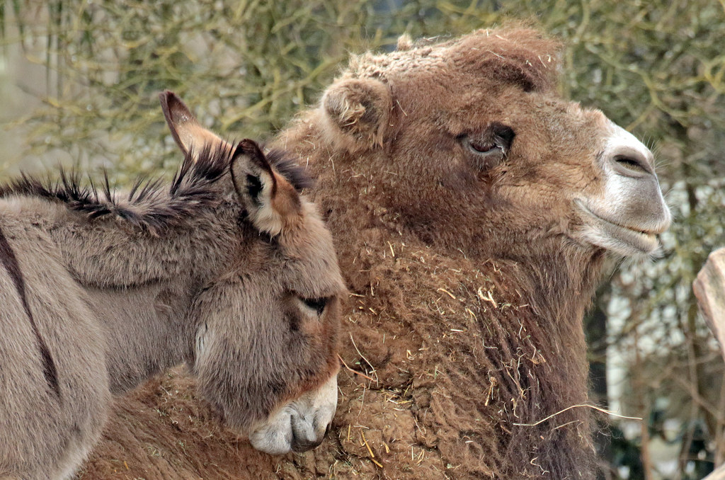 camel and donkey artis BB2A9324 safi kok Flickr