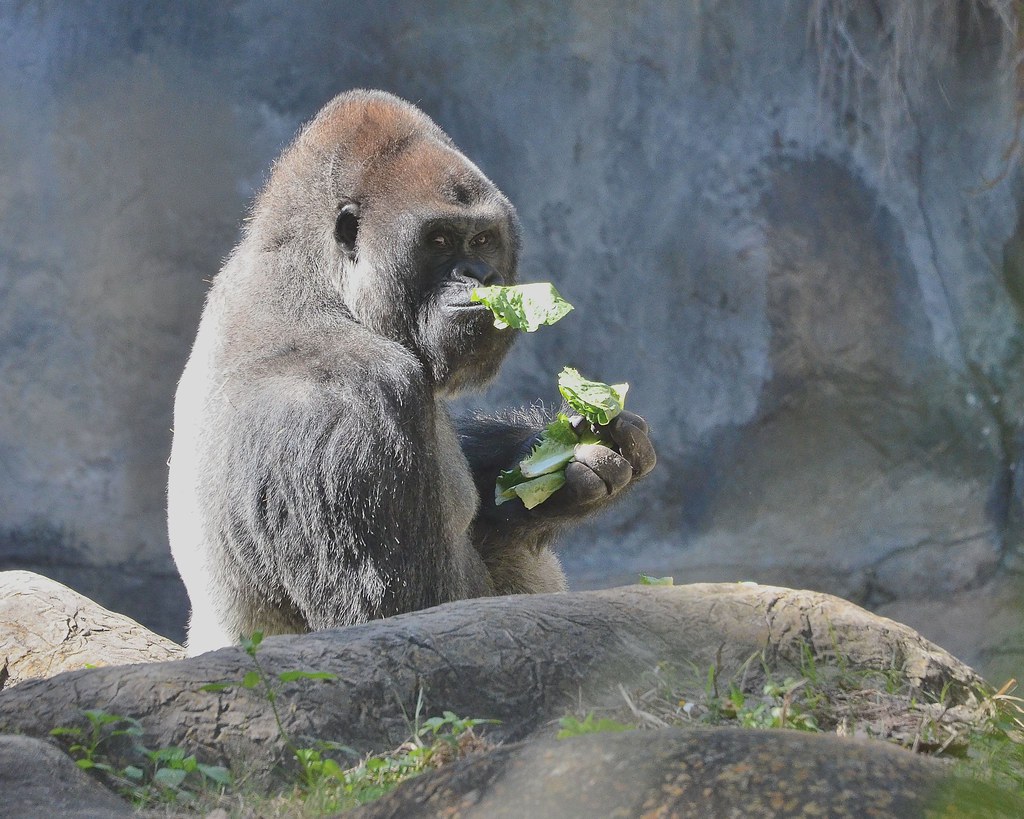 O1K_2245 Gorillas, Busch Gardens Tampa Hillsborough Coun… Flickr
