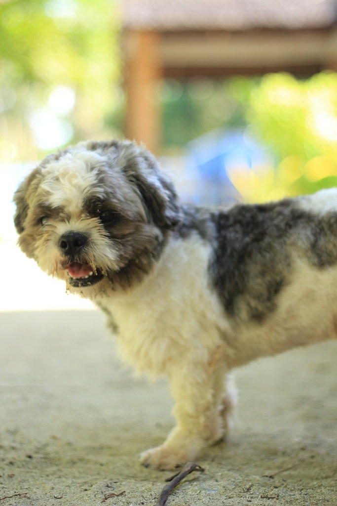 Mix breed dogs of the Philippines Matakun Flickr