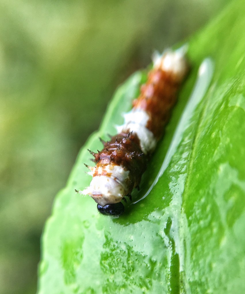 Papilio aegeus on my lemon tree a photo on Flickriver
