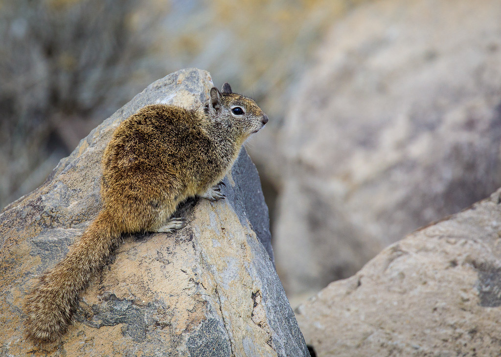California Ground Squirrel At Paradise Park, Reno, NV Flickr