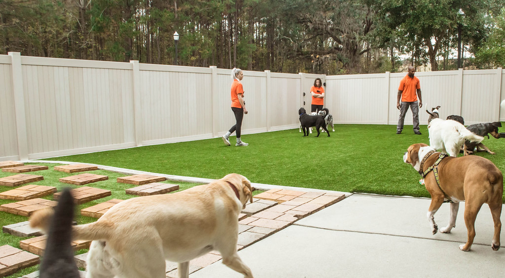 BARKS Dog Daycare in Savannah, BARKS Dog Daycare i… Flickr