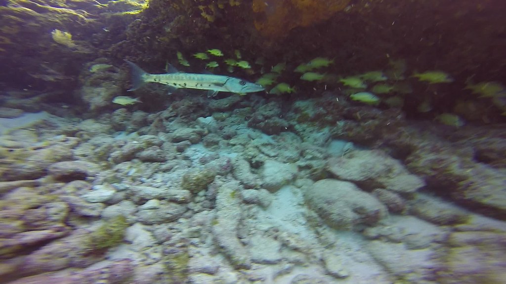 Vibrant Fish Life Unlimited Visibility Molasses Reef Flickr