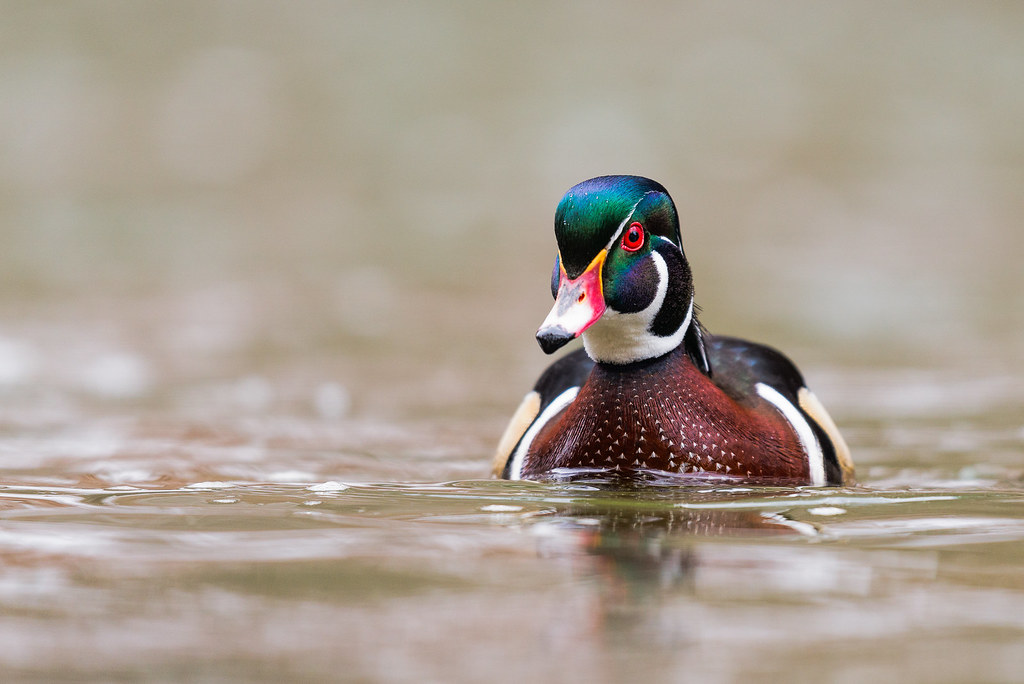 Eye on You... A very attractive Wood Duck drake in pristin… Flickr