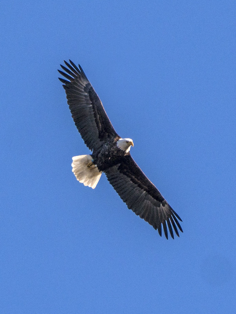 Bald eagle Sunday morning, Zane Grey boat launch, Lackawax… Flickr