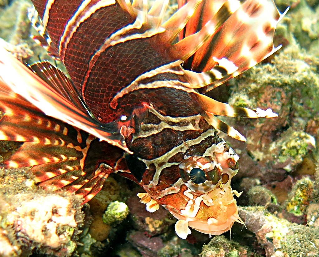 Dendrochirus zebra Pterois zèbre Zebra turkeyfish JeanMarie GRADOT