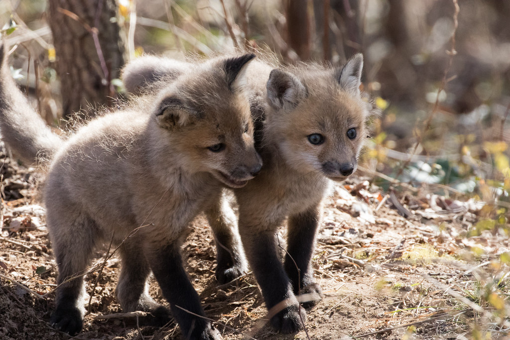 Red fox kits These kits were spotted playing at a national… Flickr