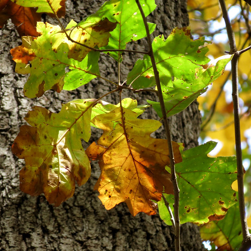 Black Oak Quercus velutina. Rock Creek Park, Washington, D… Flickr