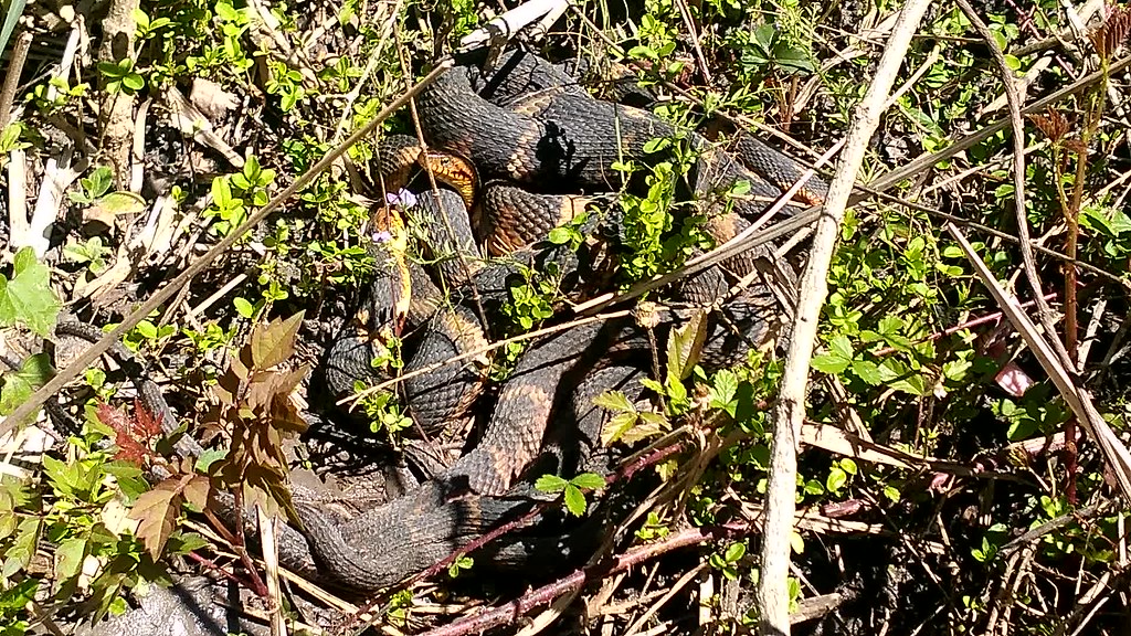 Broad banded water snakes mating im2fast4u2c Flickr