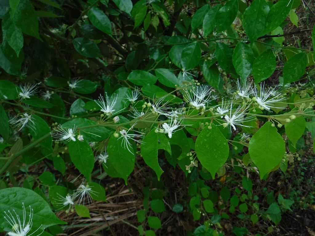 Capparis micracantha DC. CapparaceaeCaperThorn, ชิงชี่ Flickr