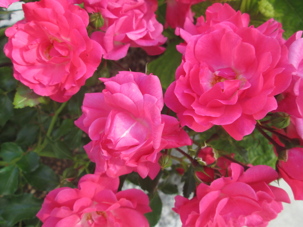 CROATIAN ROSES Barbara Flickr