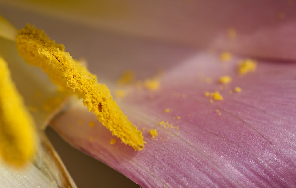 Tulip Pollen This one shot using Tamron 90mm macro lens. T??? Flickr