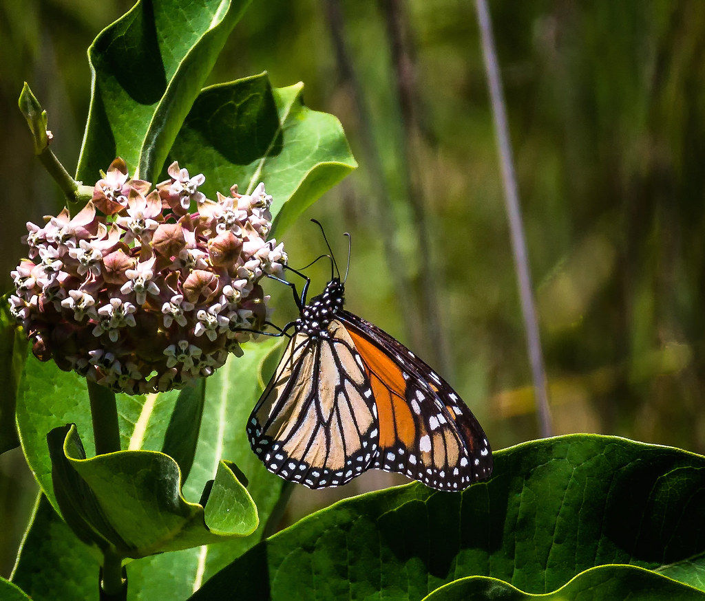 Fresh Milk Monarch butterfly taking nectar from a Milkweed… Flickr