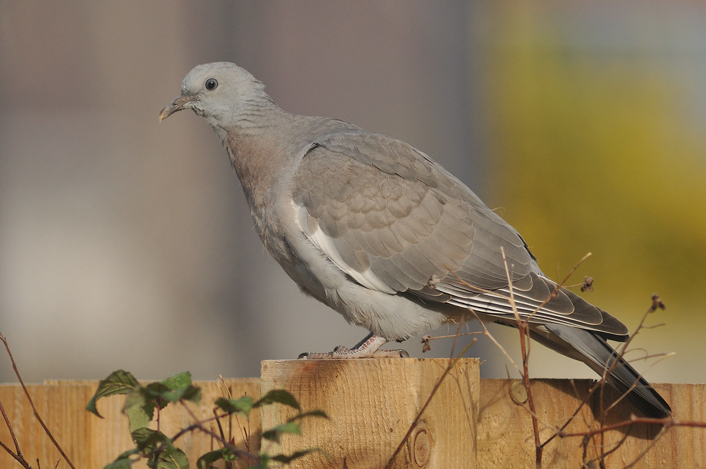 Wood Pigeon Columba palumba juvenile 11/11/2016 Topsham, D… Tim