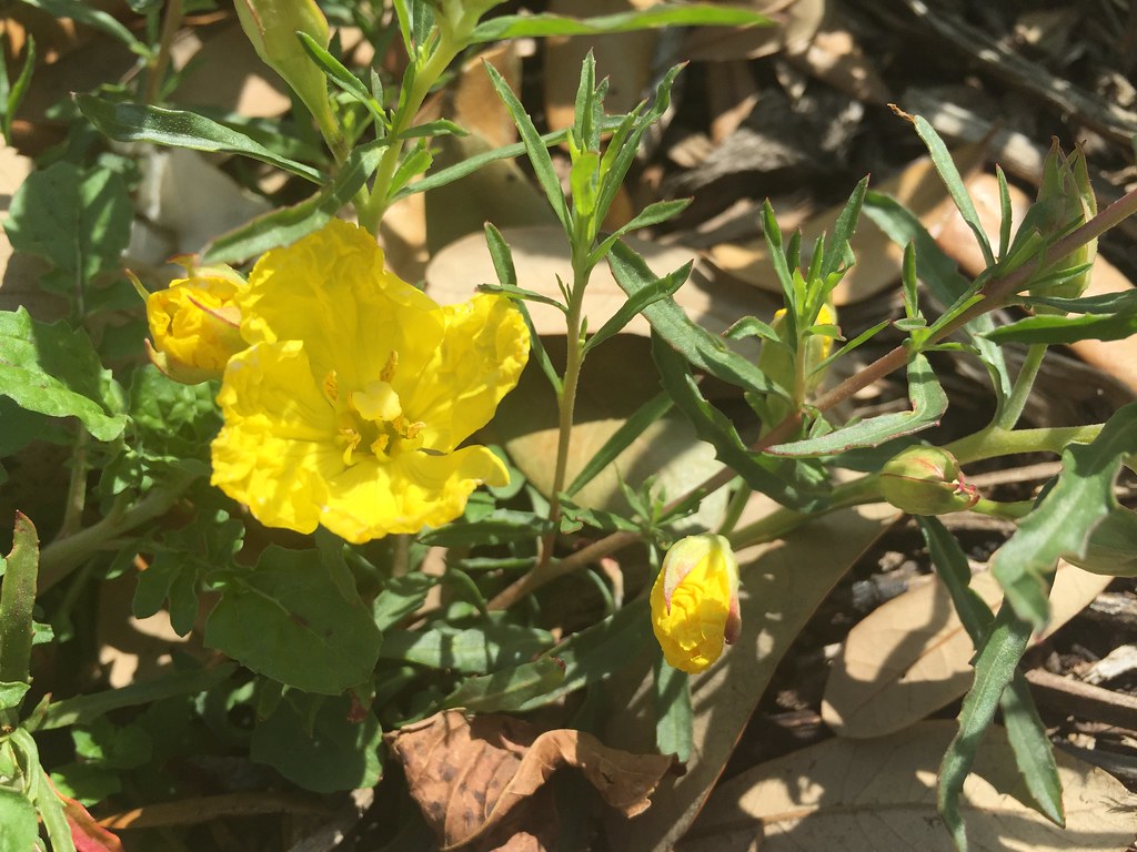 Texas Primrose Also called Berlandier's Sundrop, Calylophu… Flickr