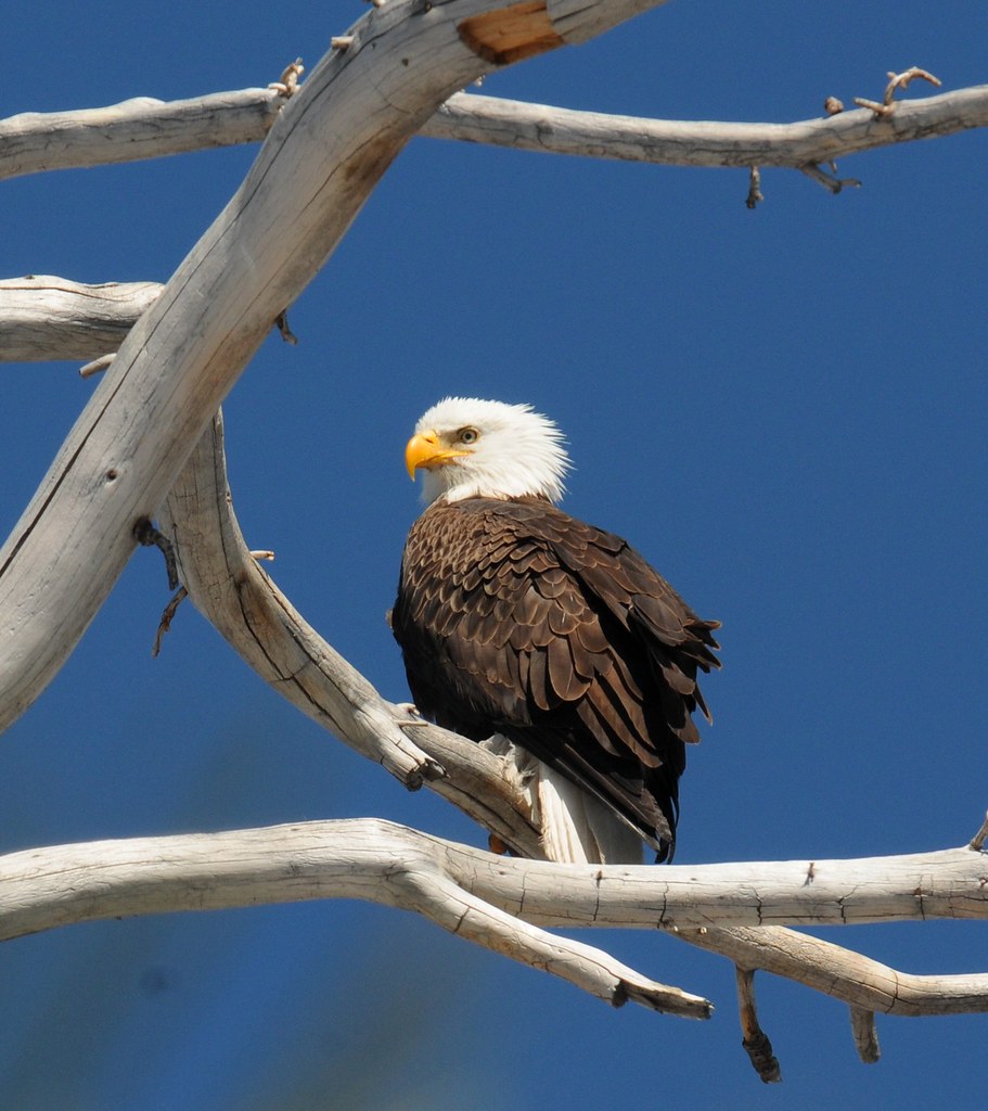 Bald eagle, Big Bear Lake area Photo by Robin Eliason/USFS… Flickr