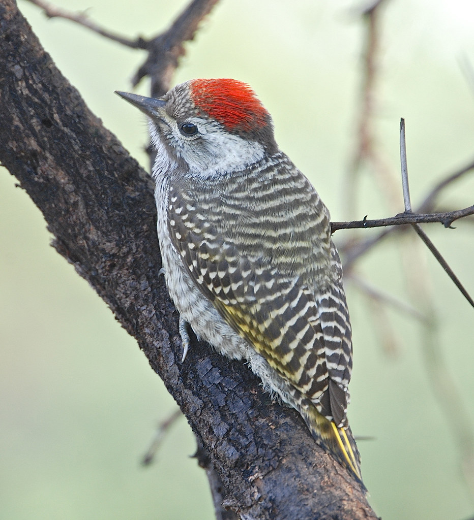 Cardinal Woodpecker Pilanesberg DSC_0244_2 I would be deli… Flickr