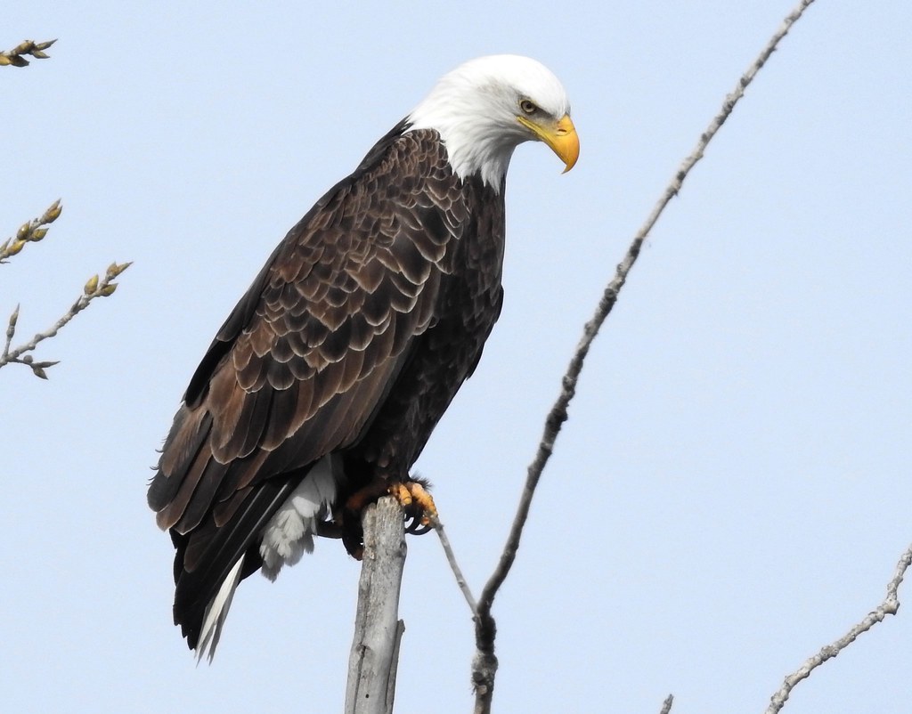 Bald Eagle Umatilla County Oregon Mark Ludwick Flickr