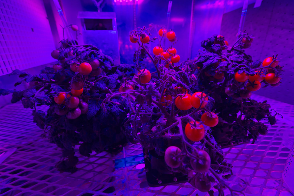 KSC20180307PH_CSH01_0015 Tomato plants are growing
