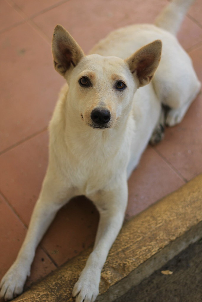 Mix breed dogs of the Philippines Matakun Flickr