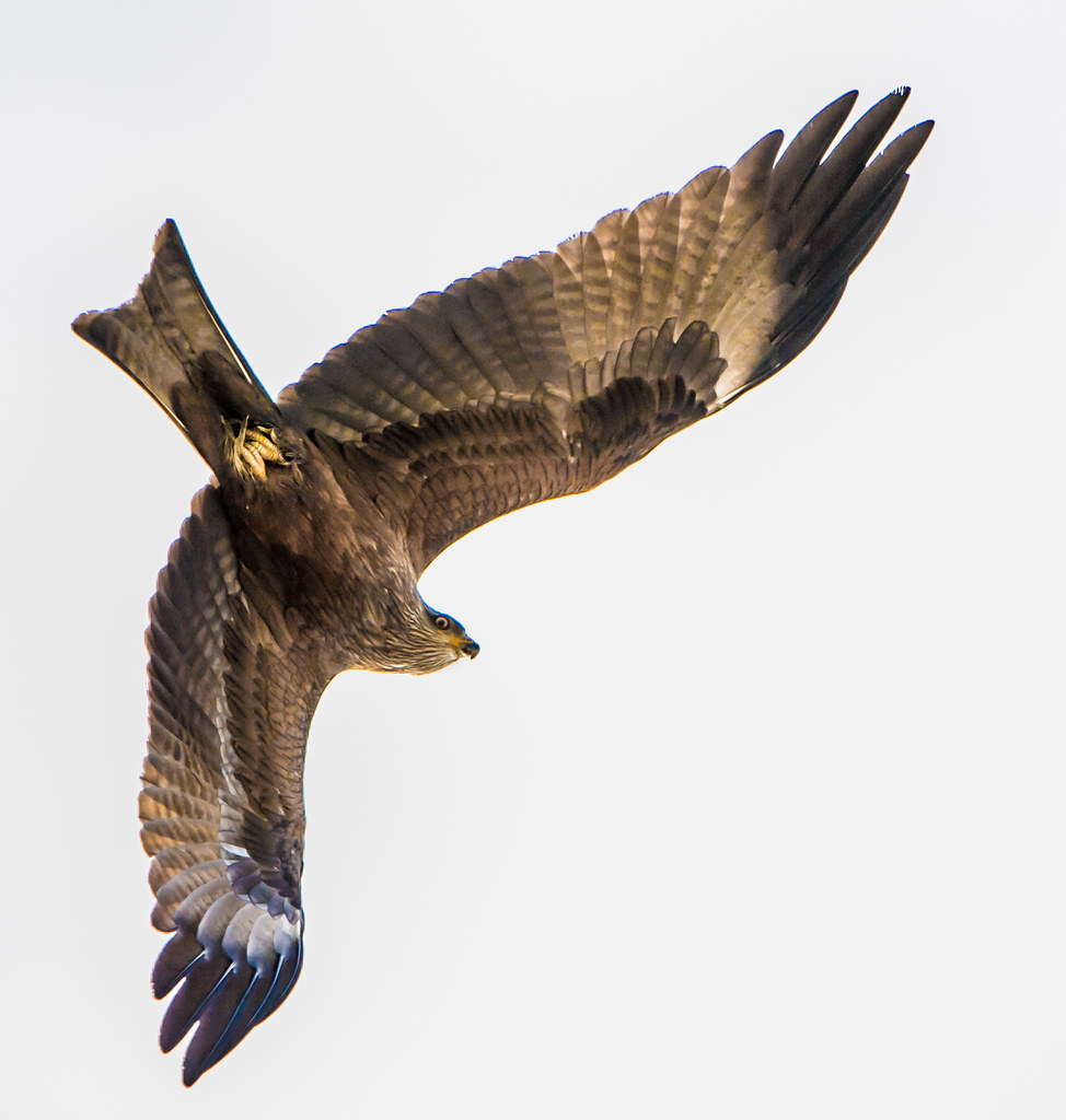 Black Kite © DM Parody 2017 These i… Flickr