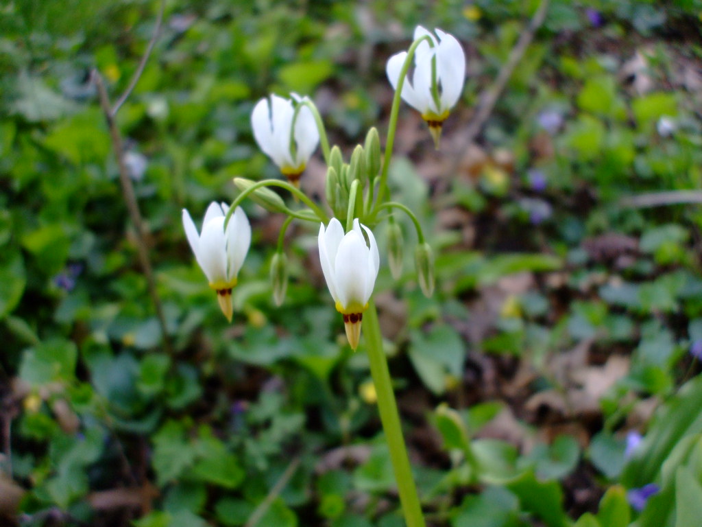 Dodecatheon meadia Dodecatheon meadia Jeff A Flickr