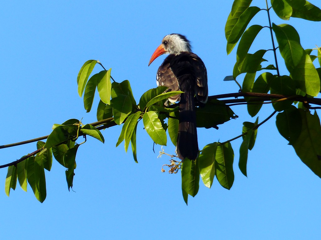 Nördlicher Rotschnabeltocko, Brufut Woods, Gambia , NGIDn2… Flickr