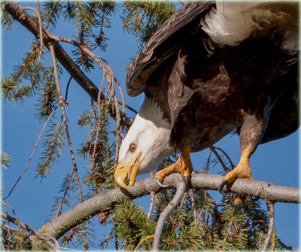 bald eagle cleaning routine much better...getting rid of t… Flickr