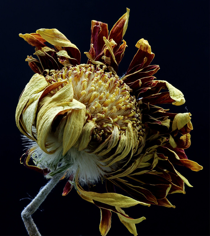 Dead flowers Flickr