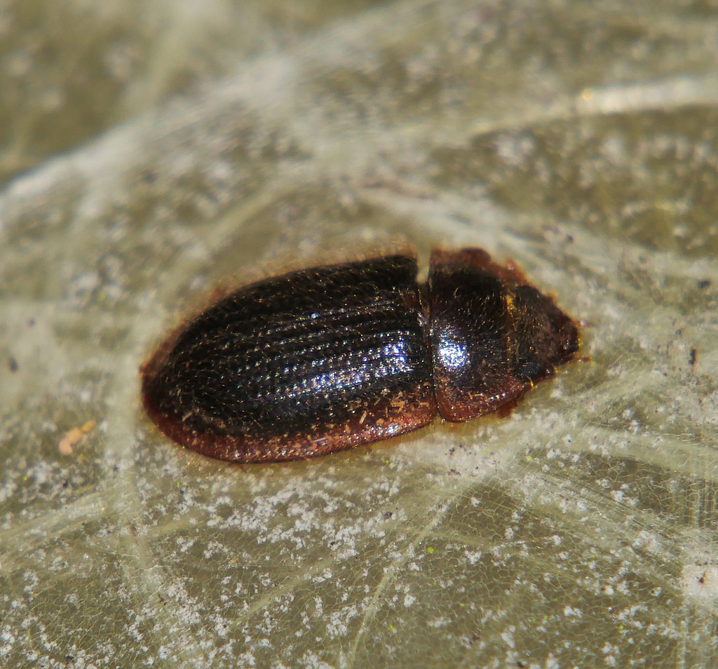 Mandalay hairy false Pie dish beetle Barkgnawing beetle O… Flickr