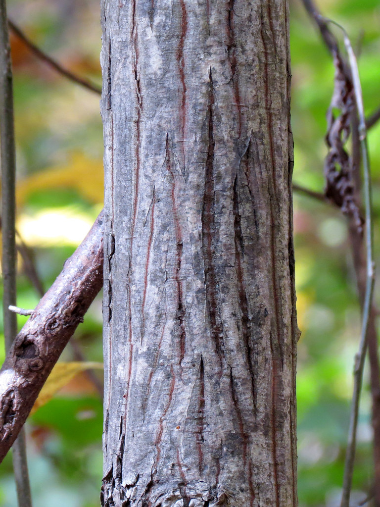 Hickory Tree Carya sp. Rock Creek Park, Washington, DC, US… Katja Schulz Flickr