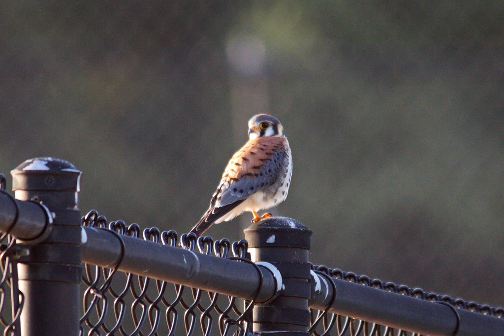 American Kestrel Christina Park, Lakeland, FL Fred Dame Flickr